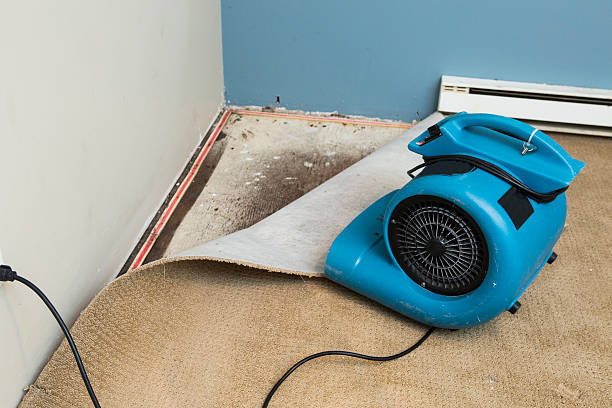 Best Flood damage cleanup  in Lenoir, NC